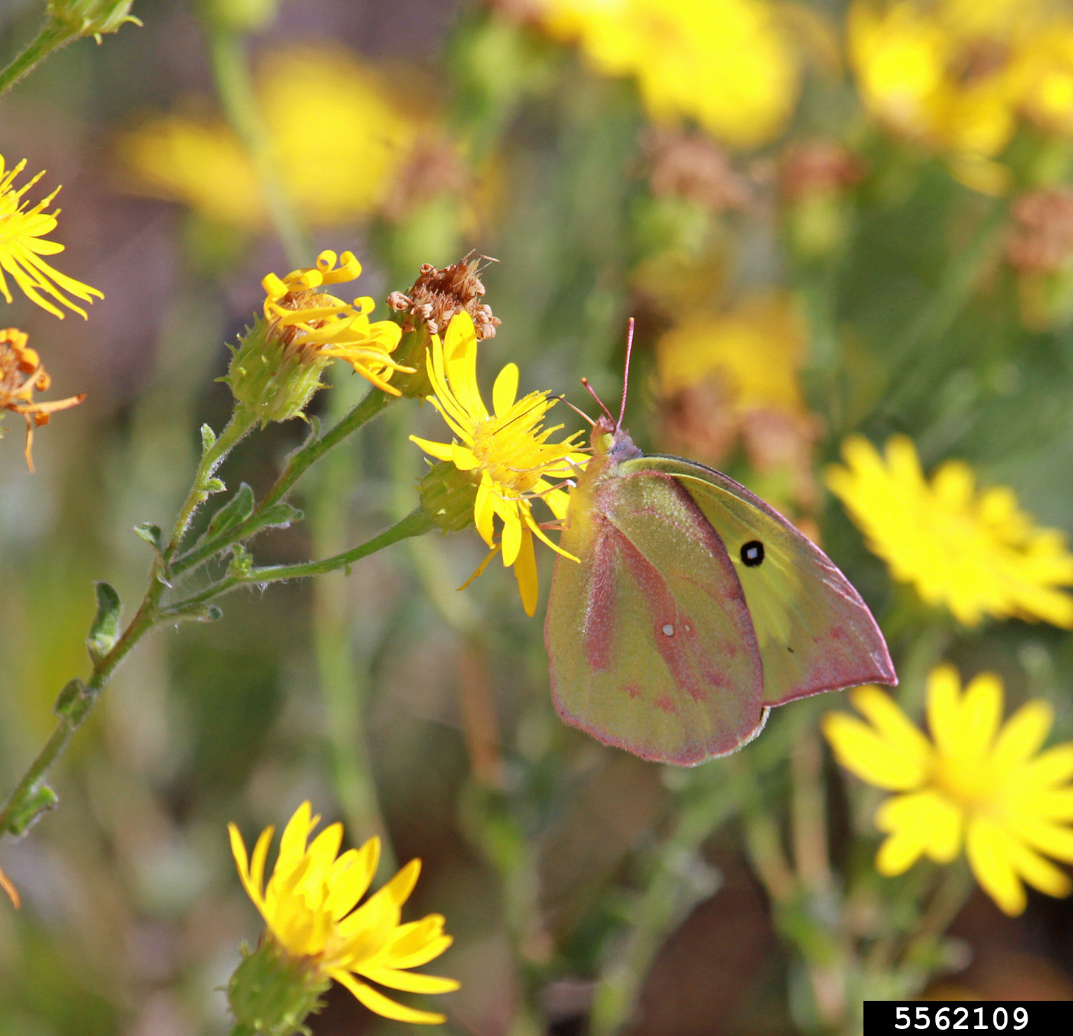 Southern dogface (Zerene cesonia (Stoll))