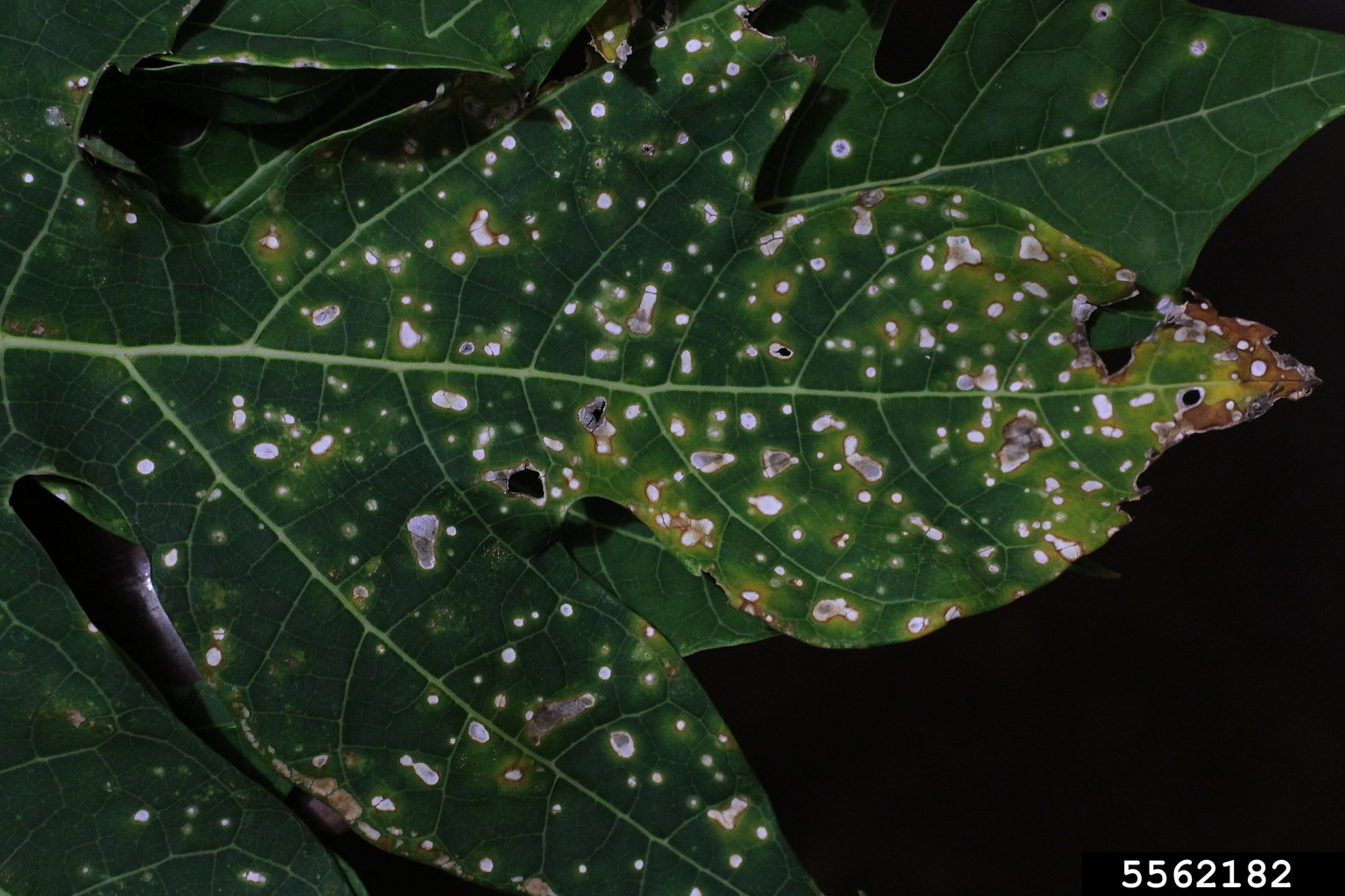 Corynespora leaf spot (Corynespora cassiicola)