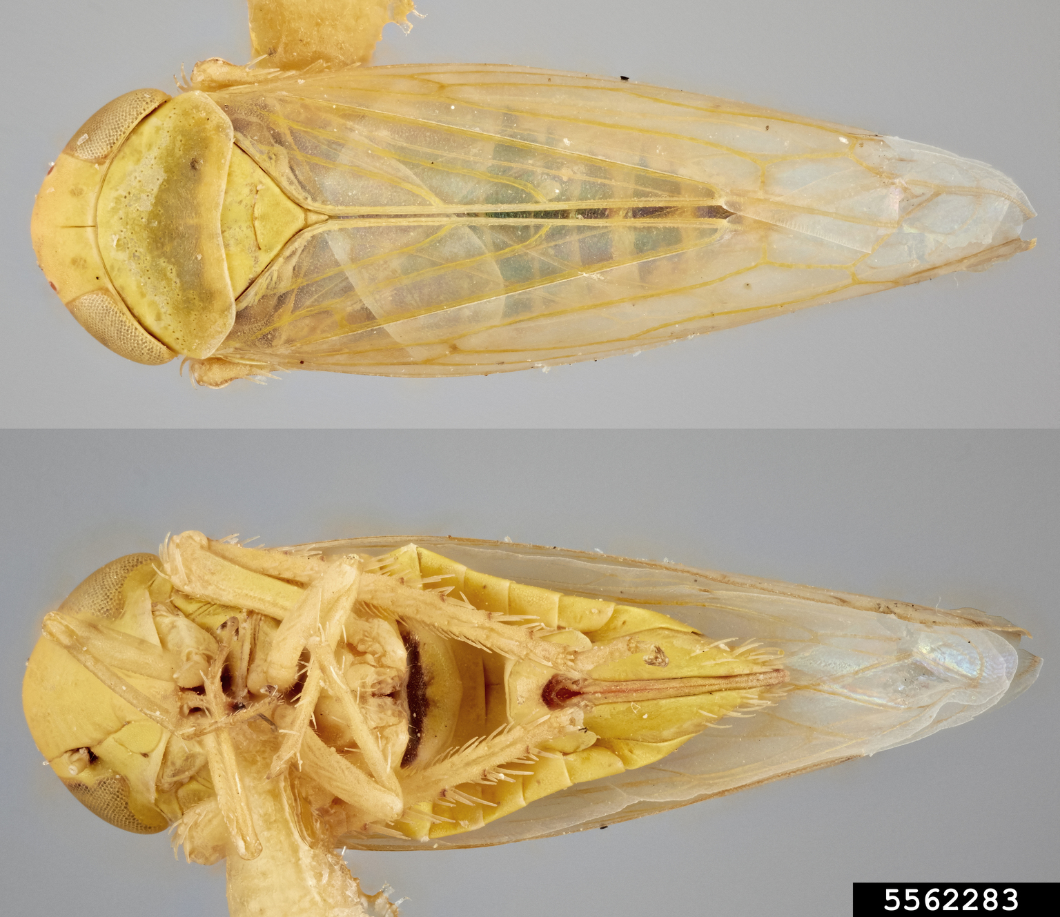 beet leafhopper (Neoaliturus tenellus)