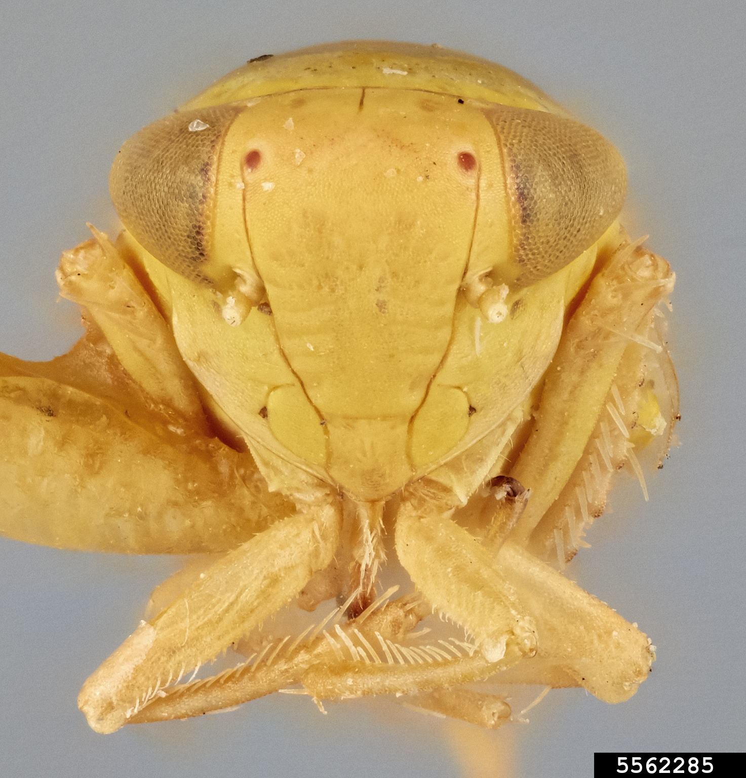 beet leafhopper (Neoaliturus tenellus)