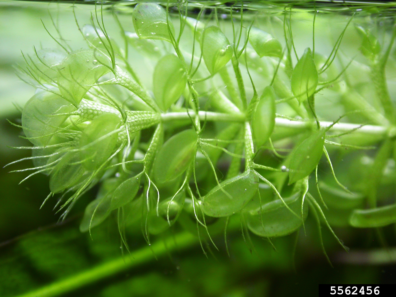 waterwheel plant (Aldrovanda vesiculosa)