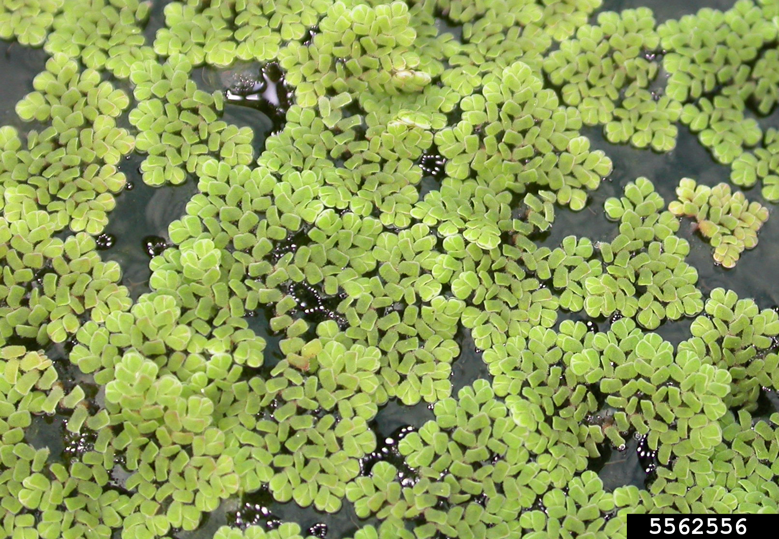 Azolla Aquarium