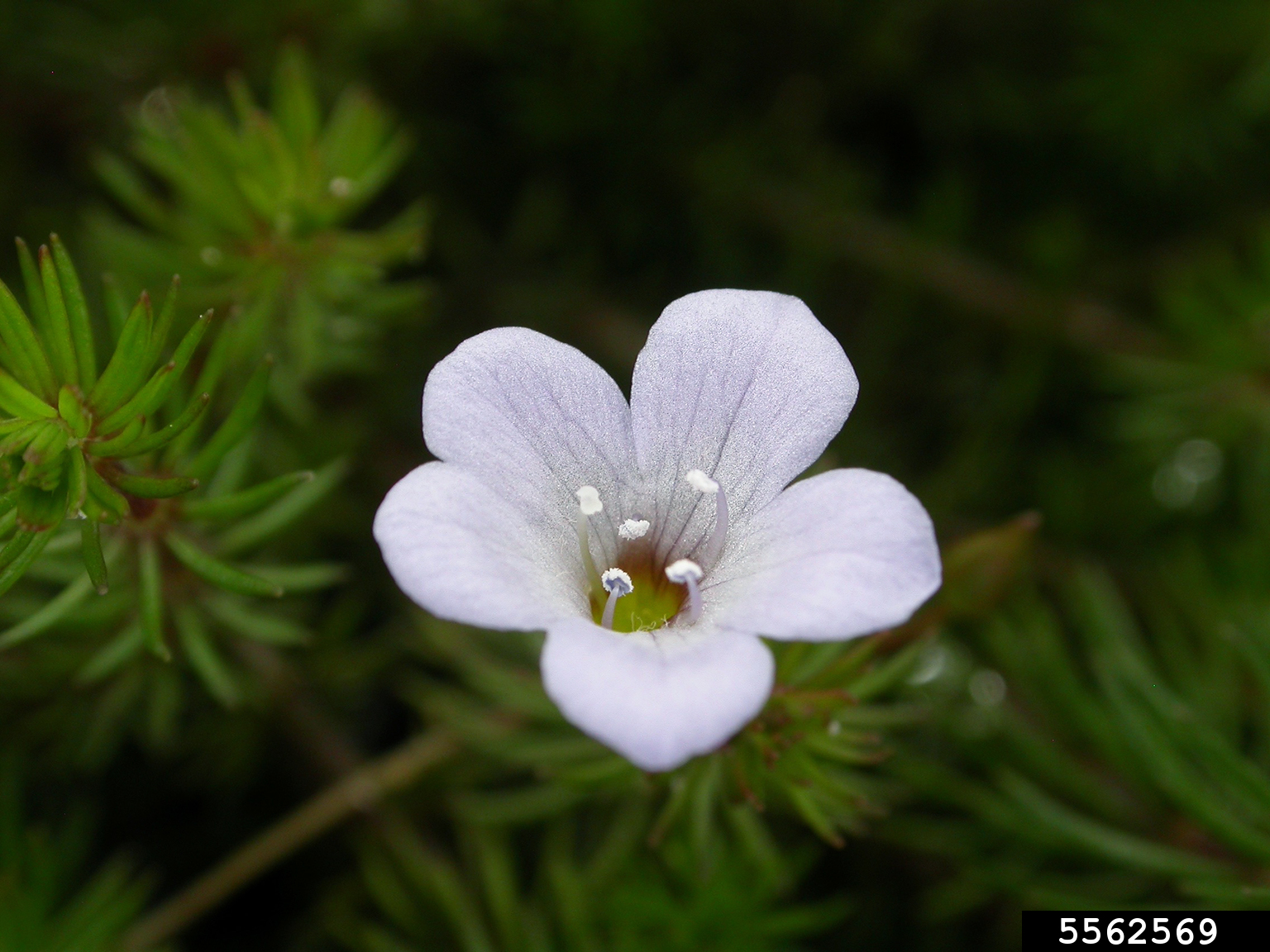 bacopa, Bacopa myriophylloides (Scrophulariales Scrophulariaceae