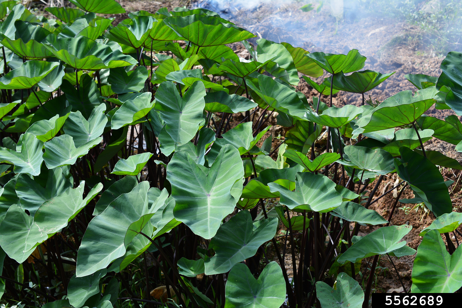 coco yam, wild taro, Colocasia esculenta (Arales Araceae) 5562689