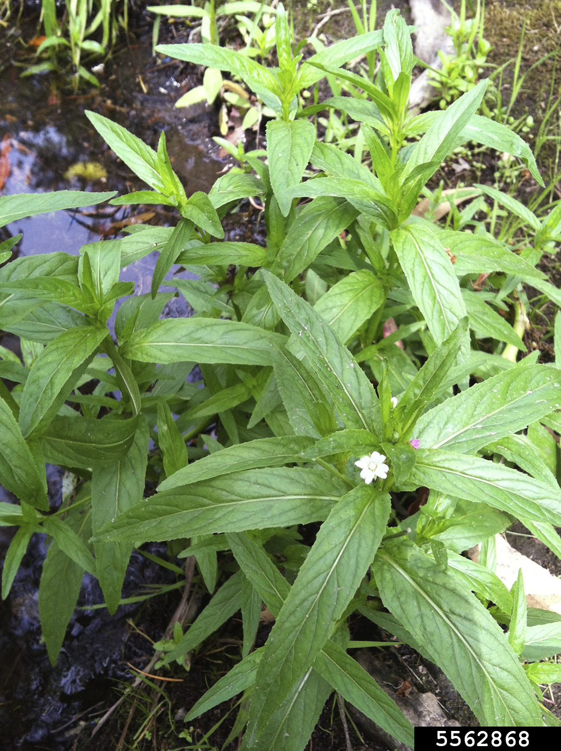 fringed willowherb (Epilobium ciliatum)