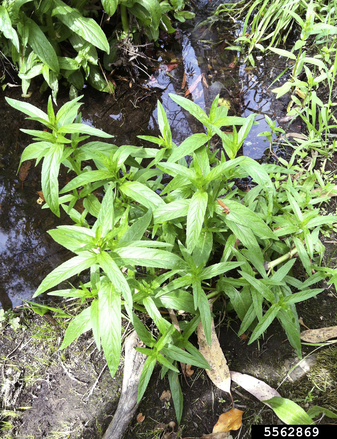 fringed willowherb (Epilobium ciliatum)