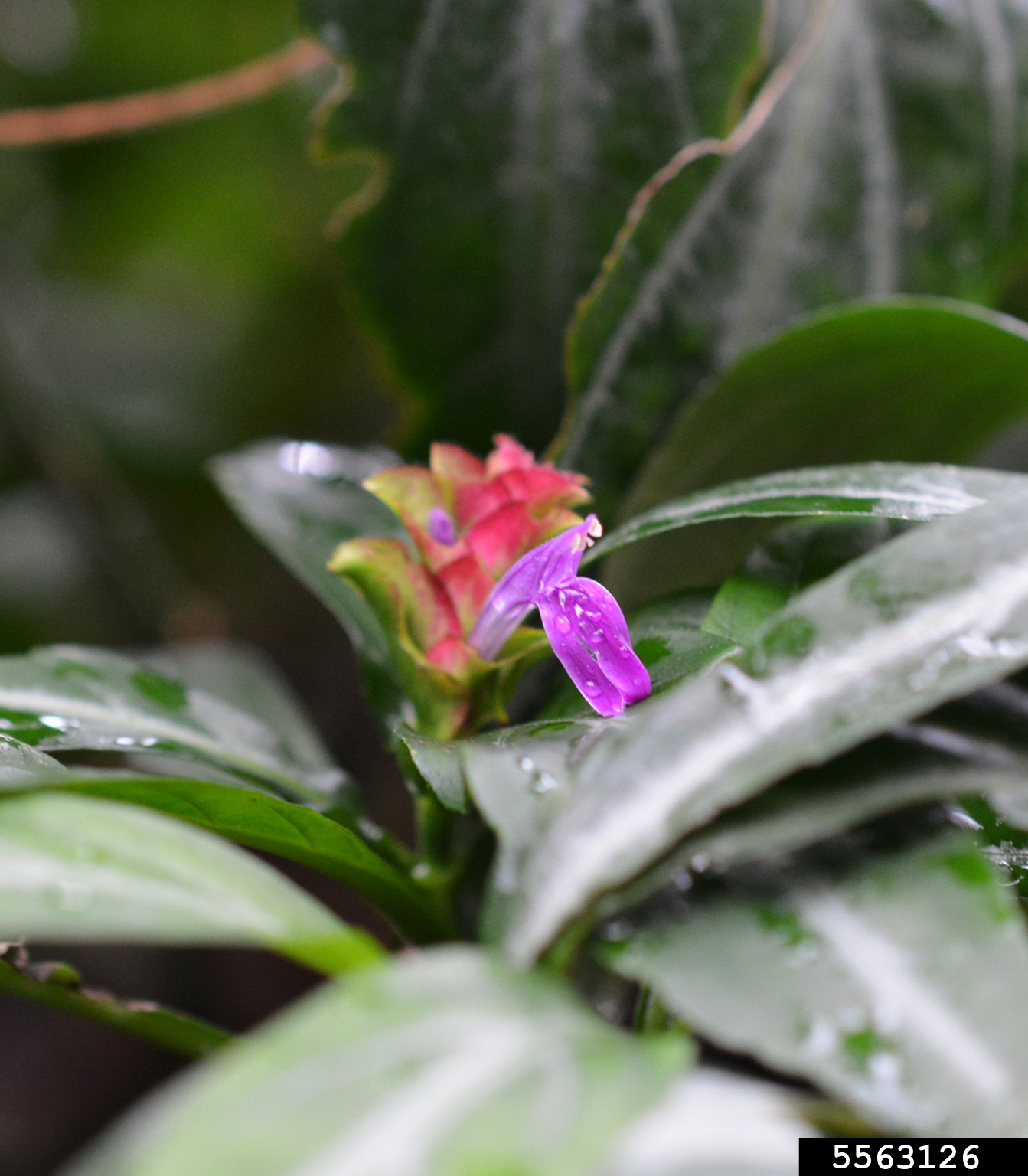 Maracas Brazilian fireworks (Justicia scheidweileri)