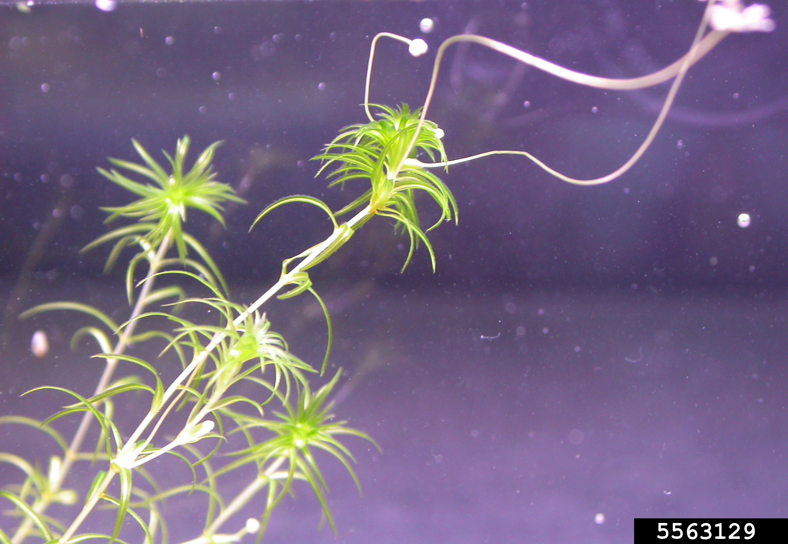 oxygen weed (Lagarosiphon madagascariensis)