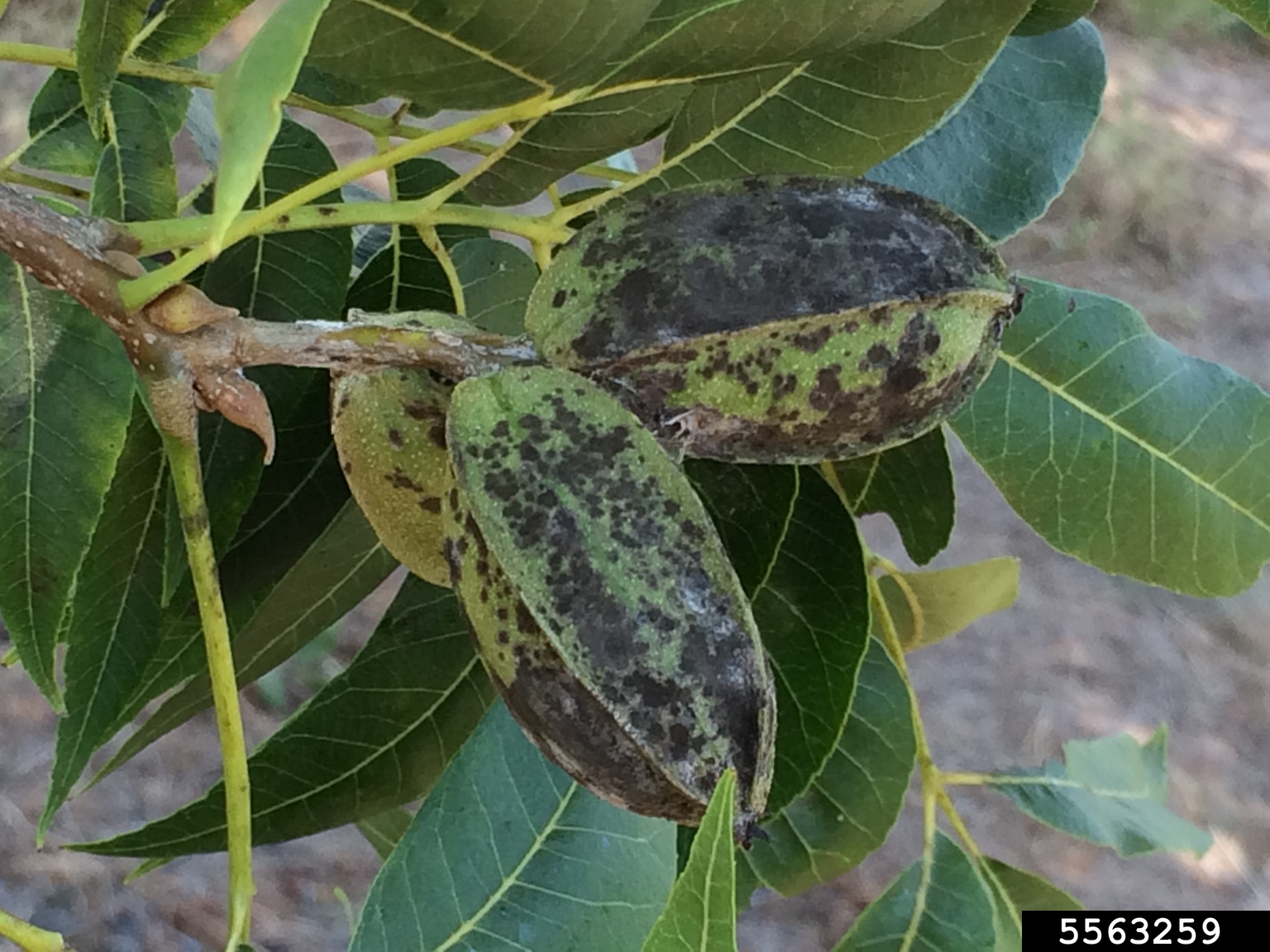 pecan scab (Venturia effusa)
