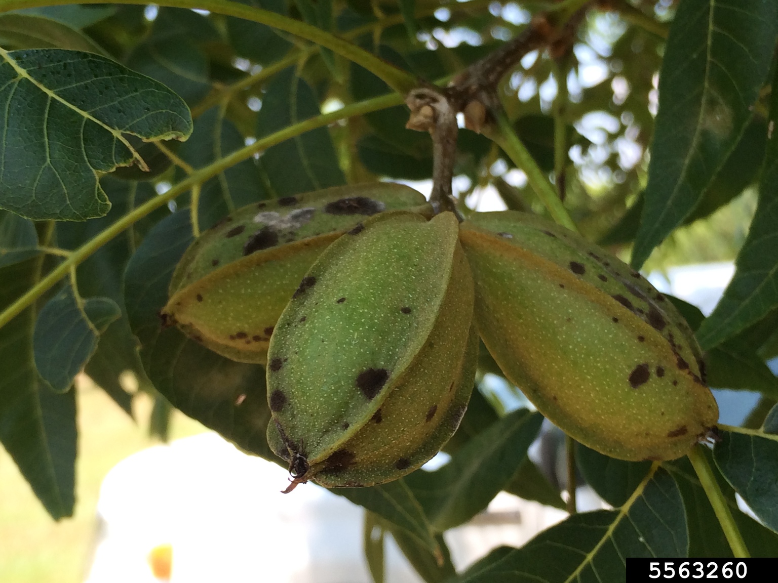 pecan scab (Venturia effusa)