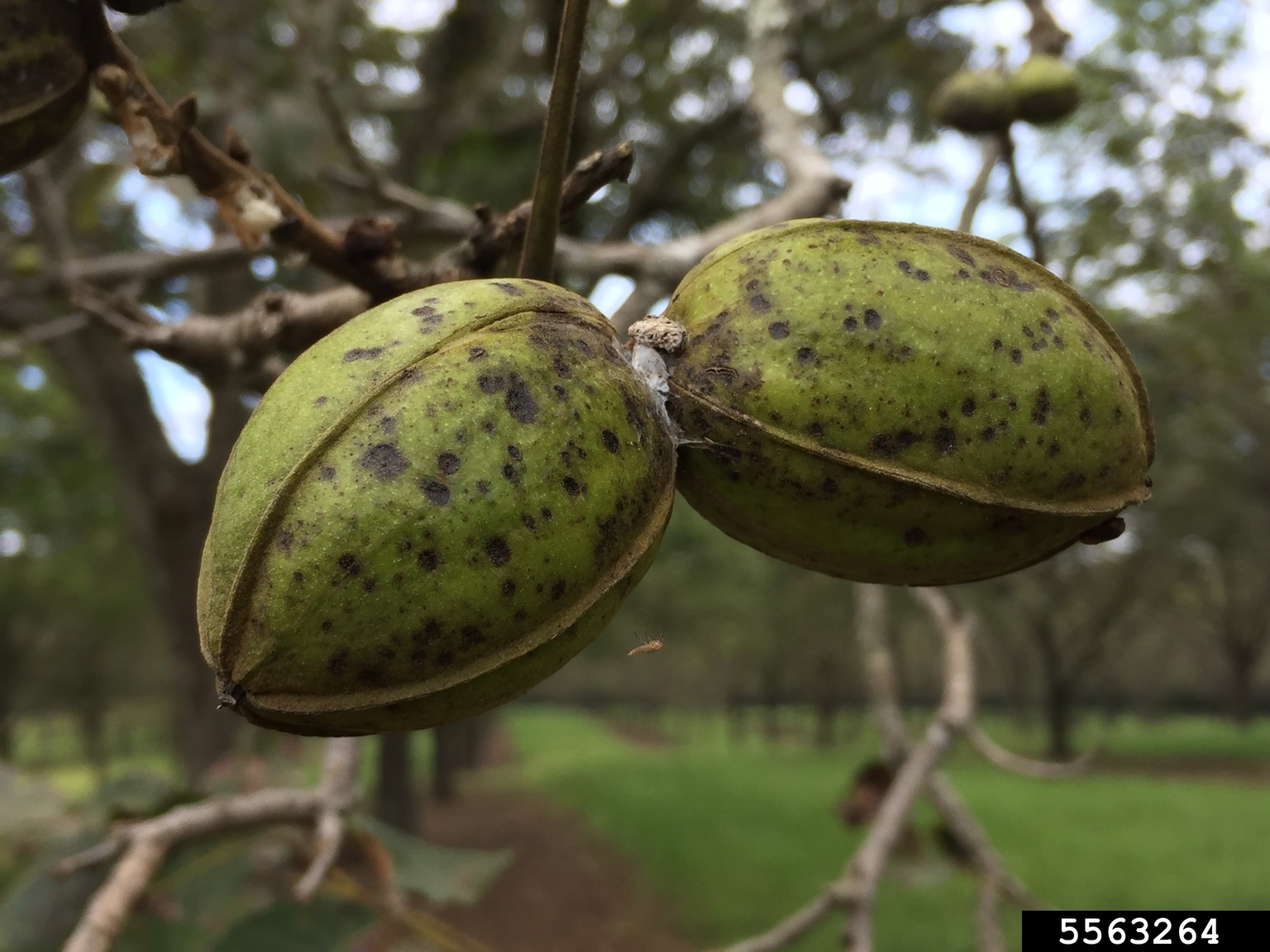pecan scab (Venturia effusa)