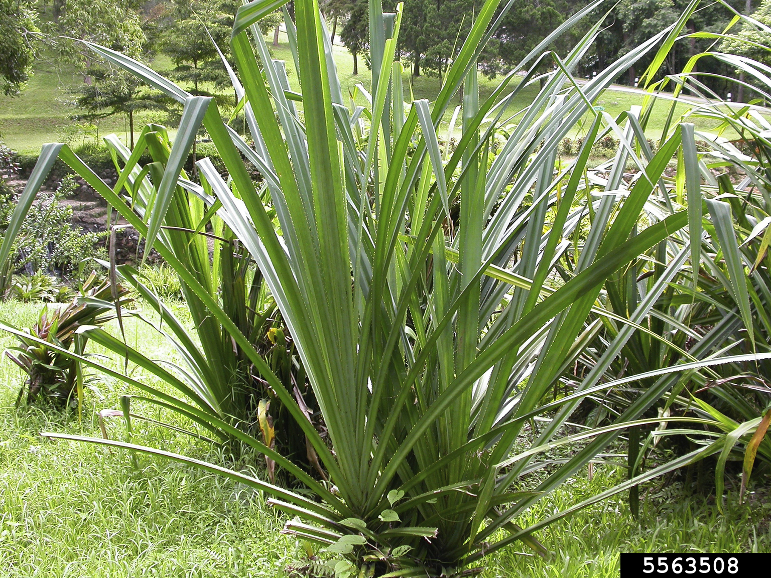 pandanus palm, Pandanus amarylifolius (Pandanales Pandanaceae) 5563508