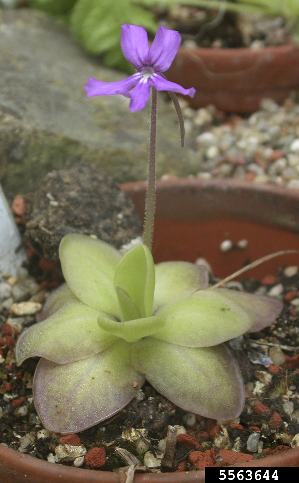 butterwort, Pinguicula moranensis (Scrophulariales Lentibulariaceae