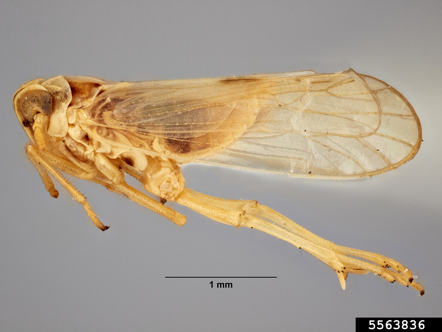 small brown planthopper (Laodelphax striatellus)