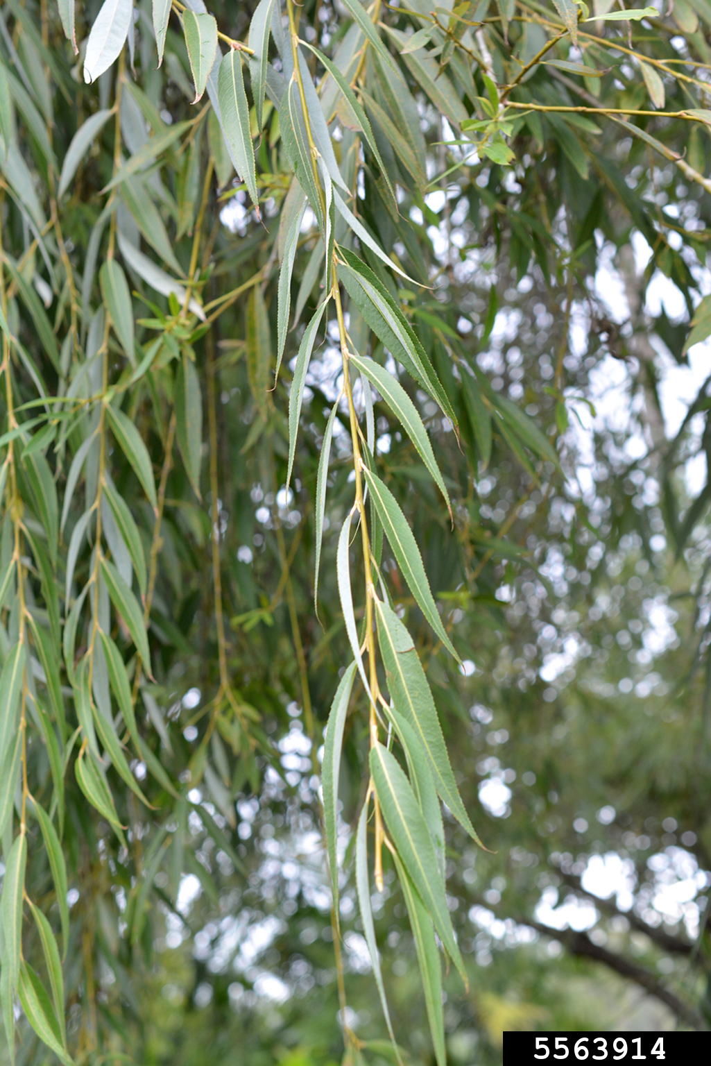 corkscrew willow (Salix matsudana)