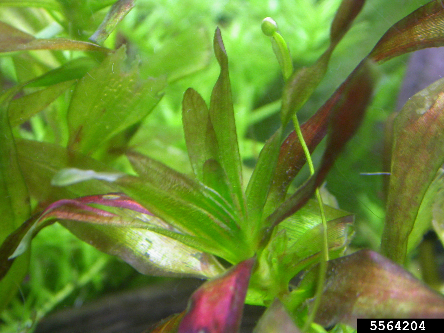 eelgrass (Vallisneria caulescens)