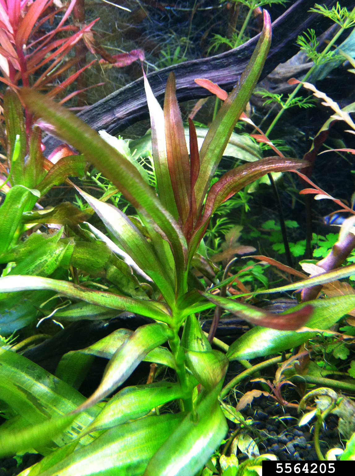 eelgrass (Vallisneria caulescens)