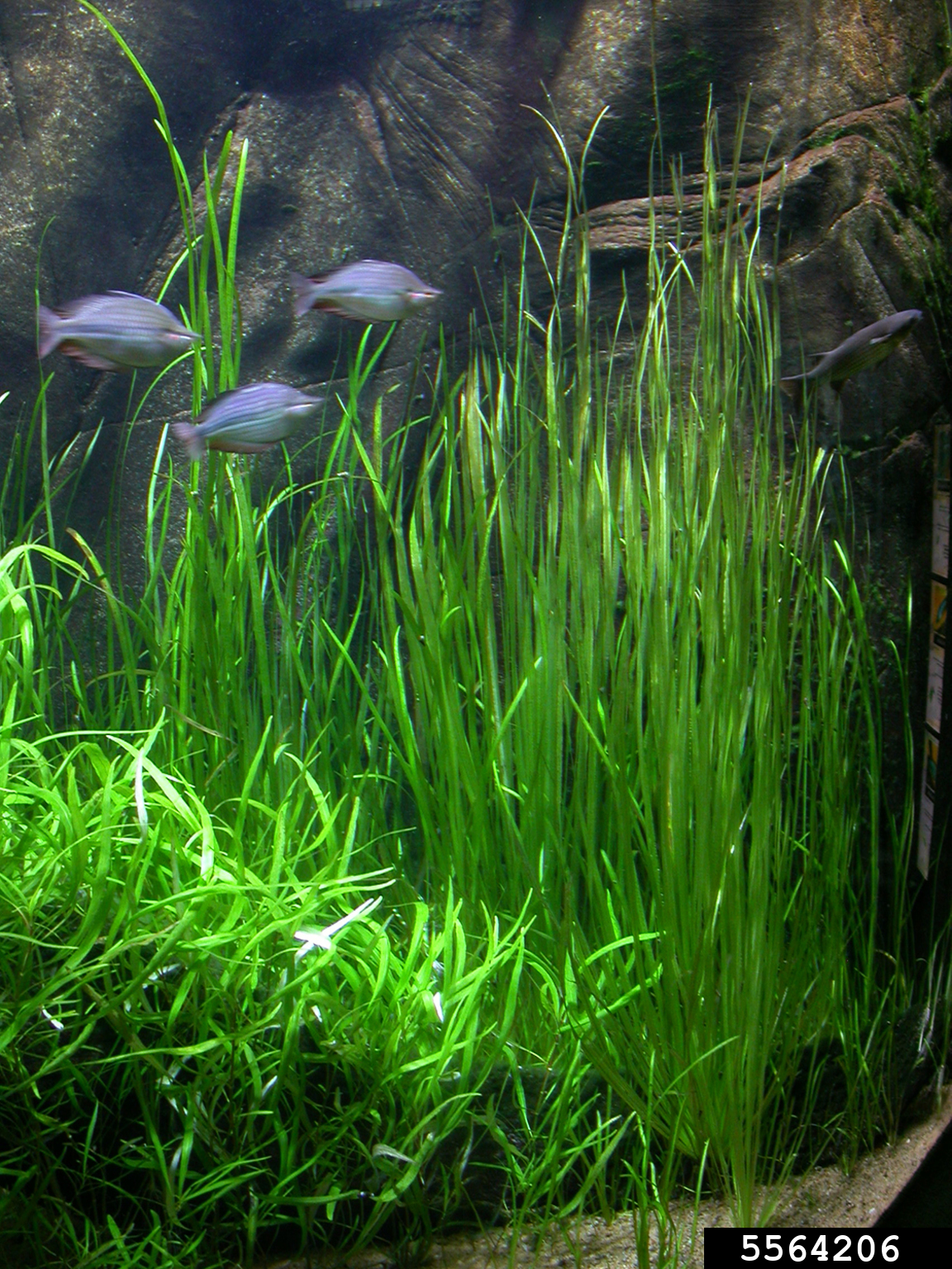 eelgrass (Genus Vallisneria)