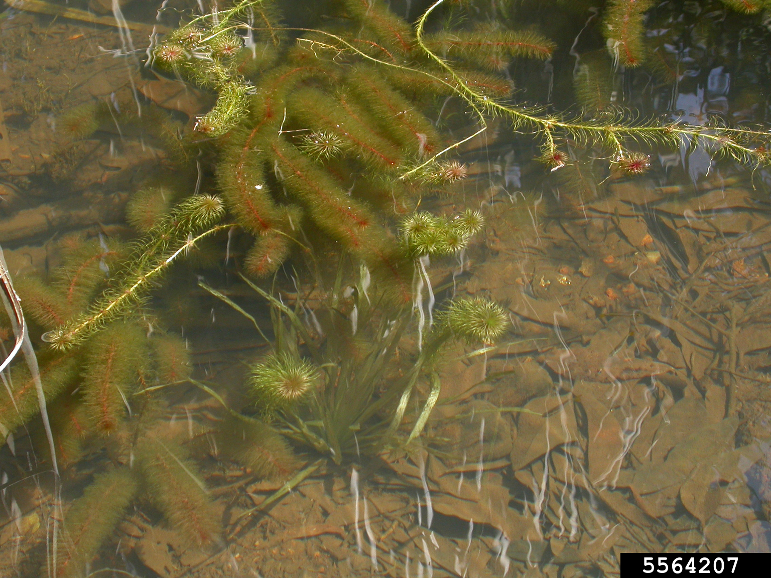 eelgrass (Vallisneria rubra)