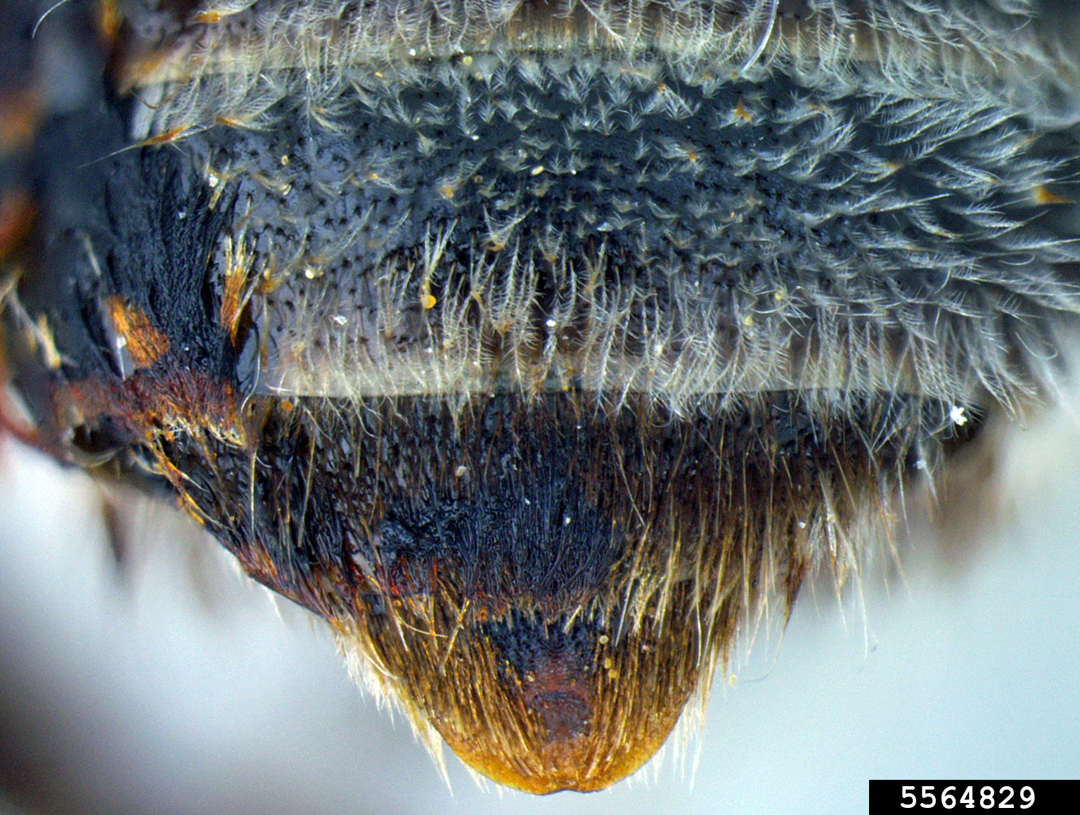 digger bee (Centris pallida)