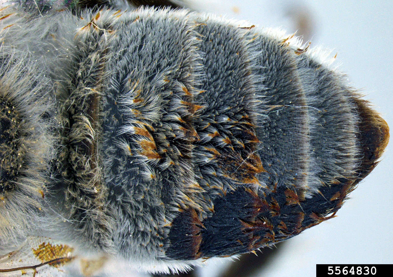 digger bee (Centris pallida)