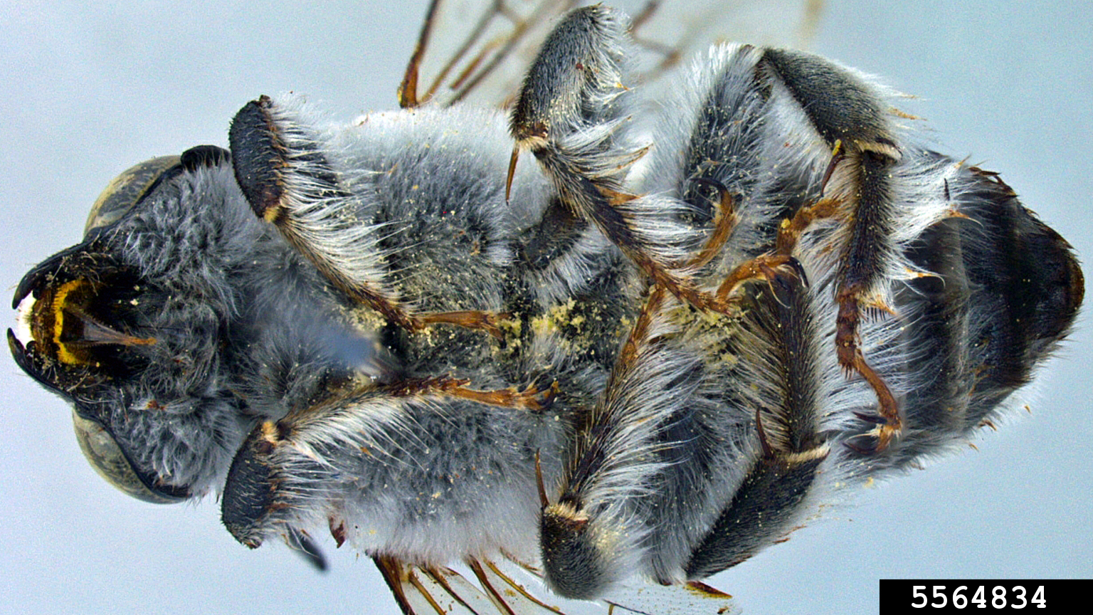 digger bee (Centris pallida)