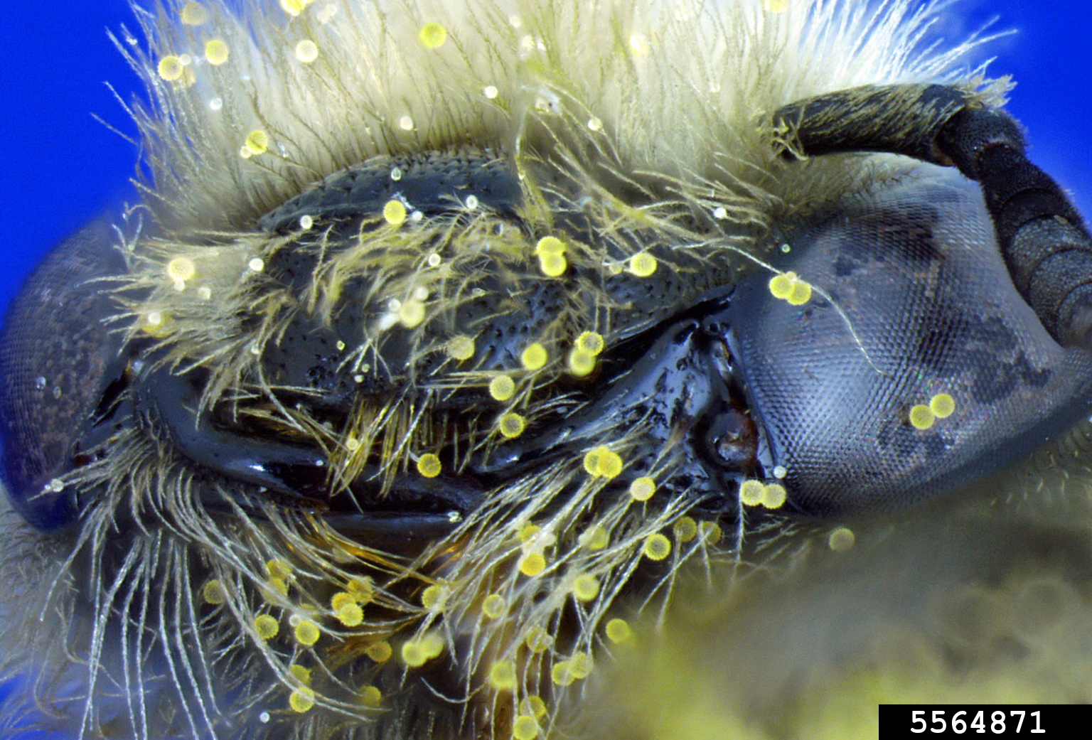 globe mallow bee (Diadasia diminuta (Cresson, 1878))