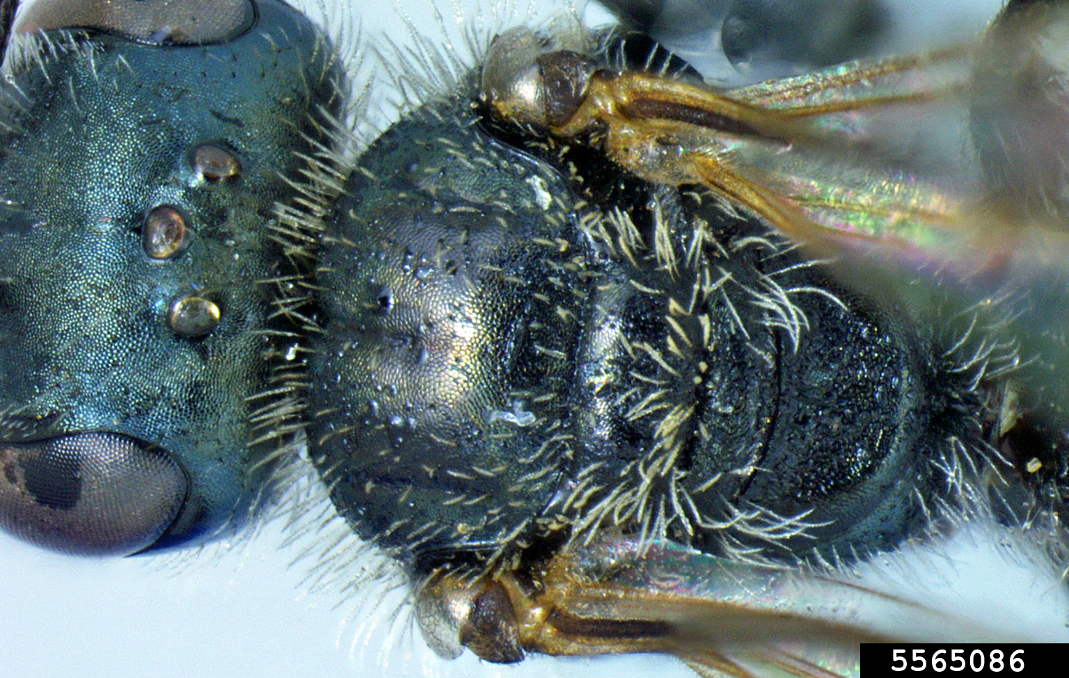 sweat bee (Conanthalictus bakeri)