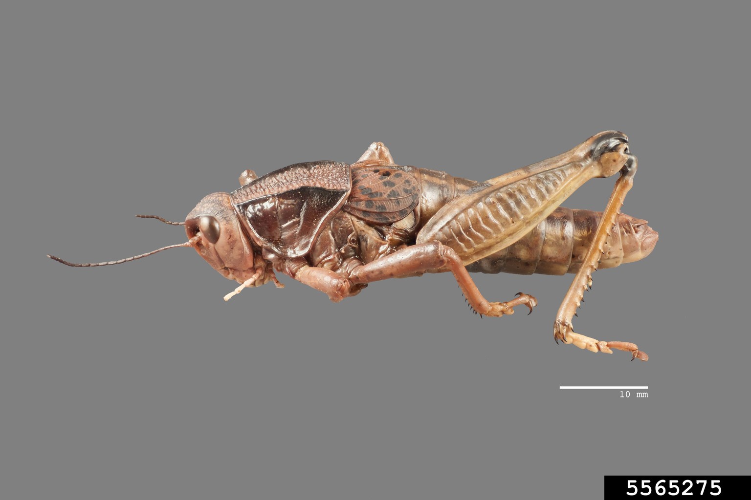 plains lubber Brachystola magna (Orthoptera Romaleidae