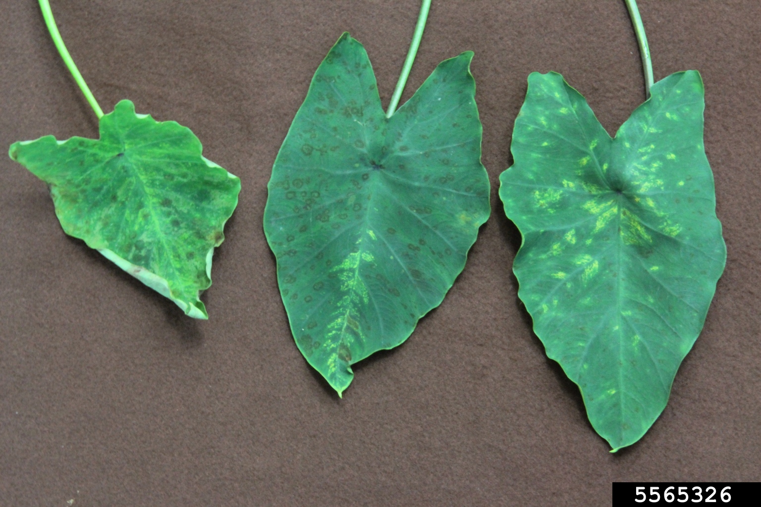 potyviruses-genus-potyvirus