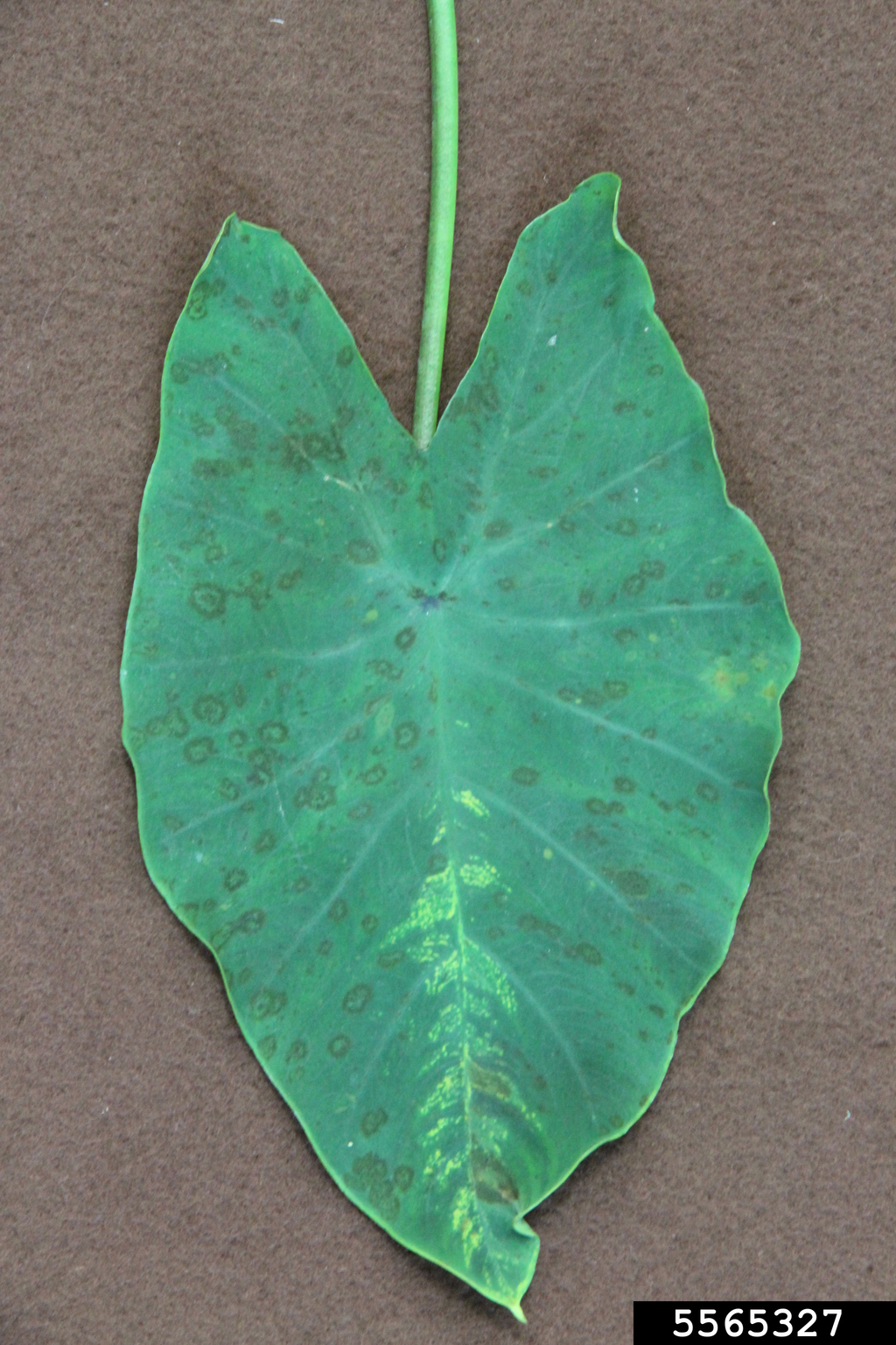 Potyviruses