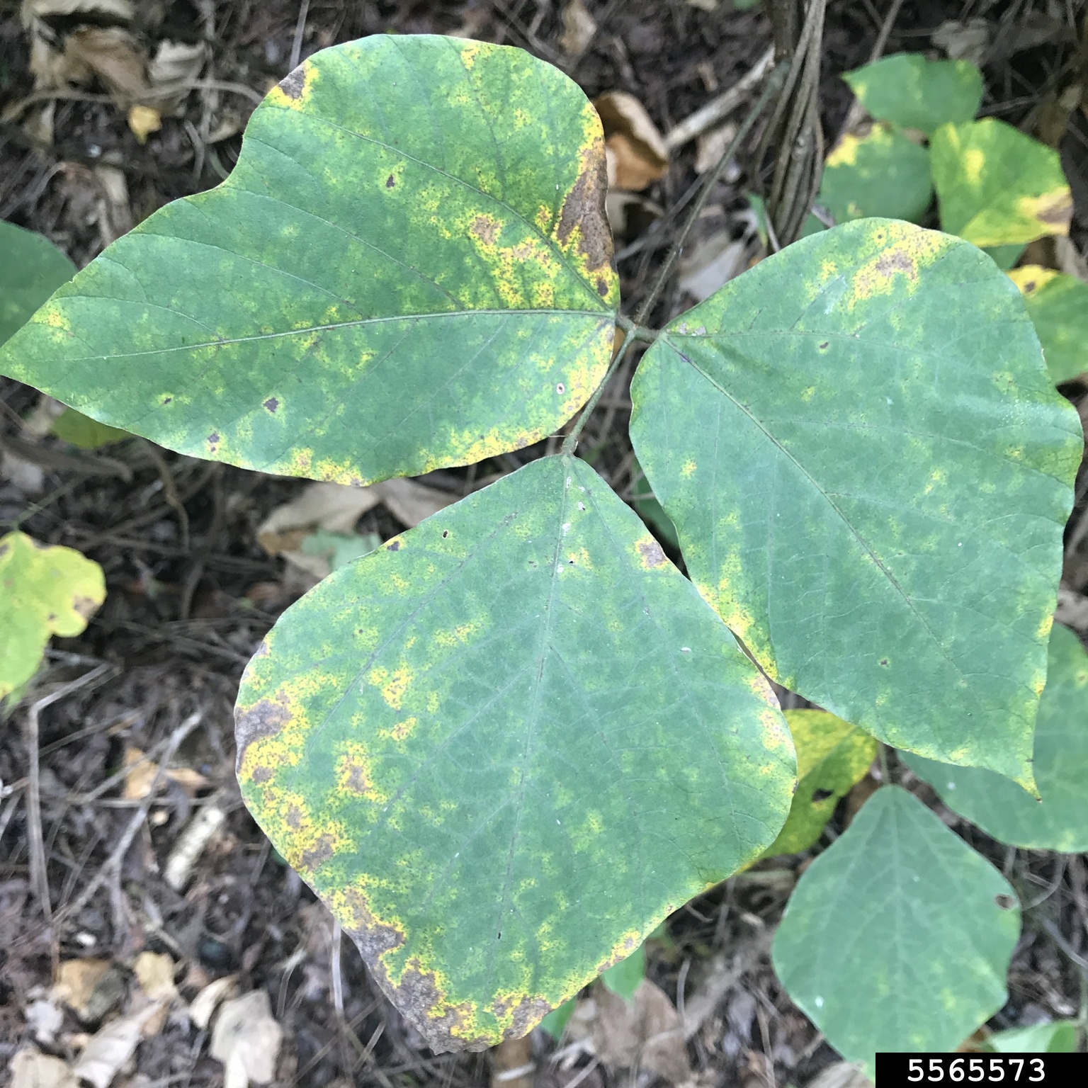 soybean rust (Phakopsora pachyrhizi)