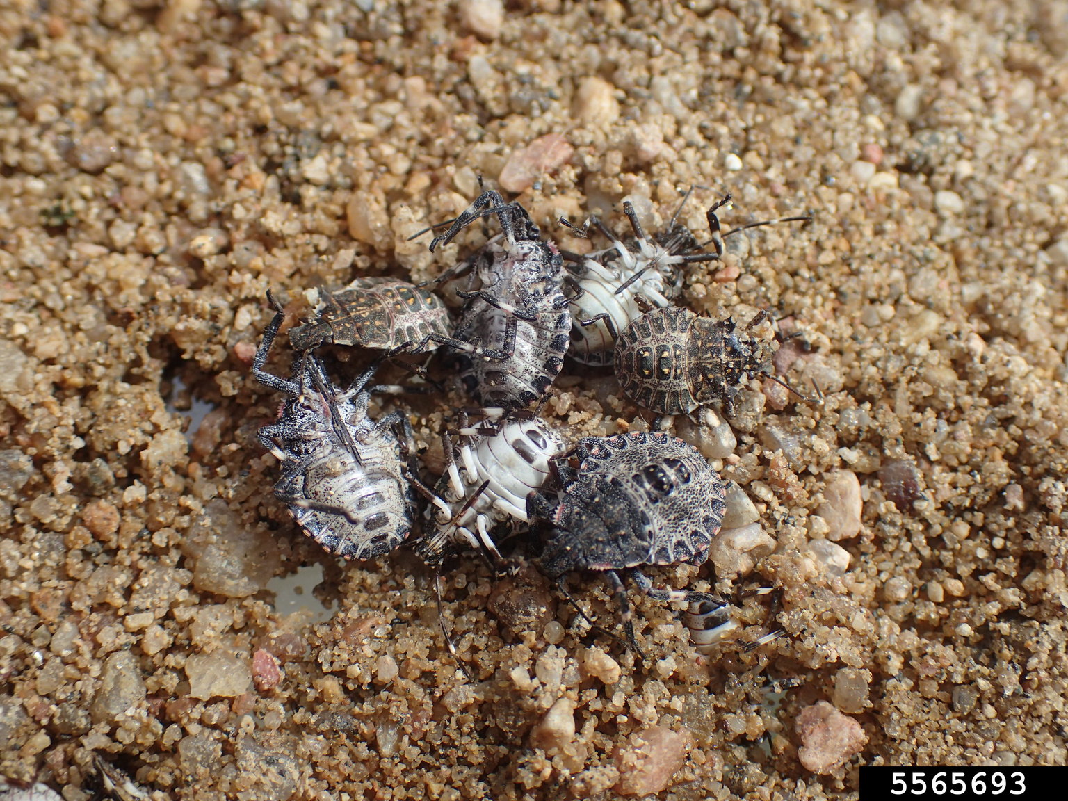 stink bugs (Family Pentatomidae) (Family Pentatomidae)