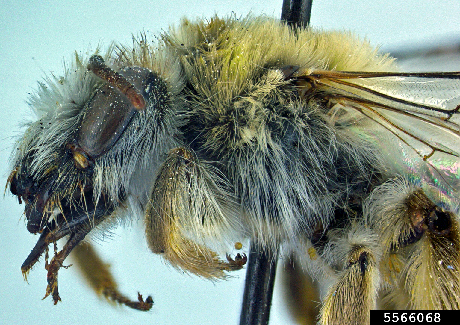 creosote bush Ancylandrena (Ancylandrena larreae)
