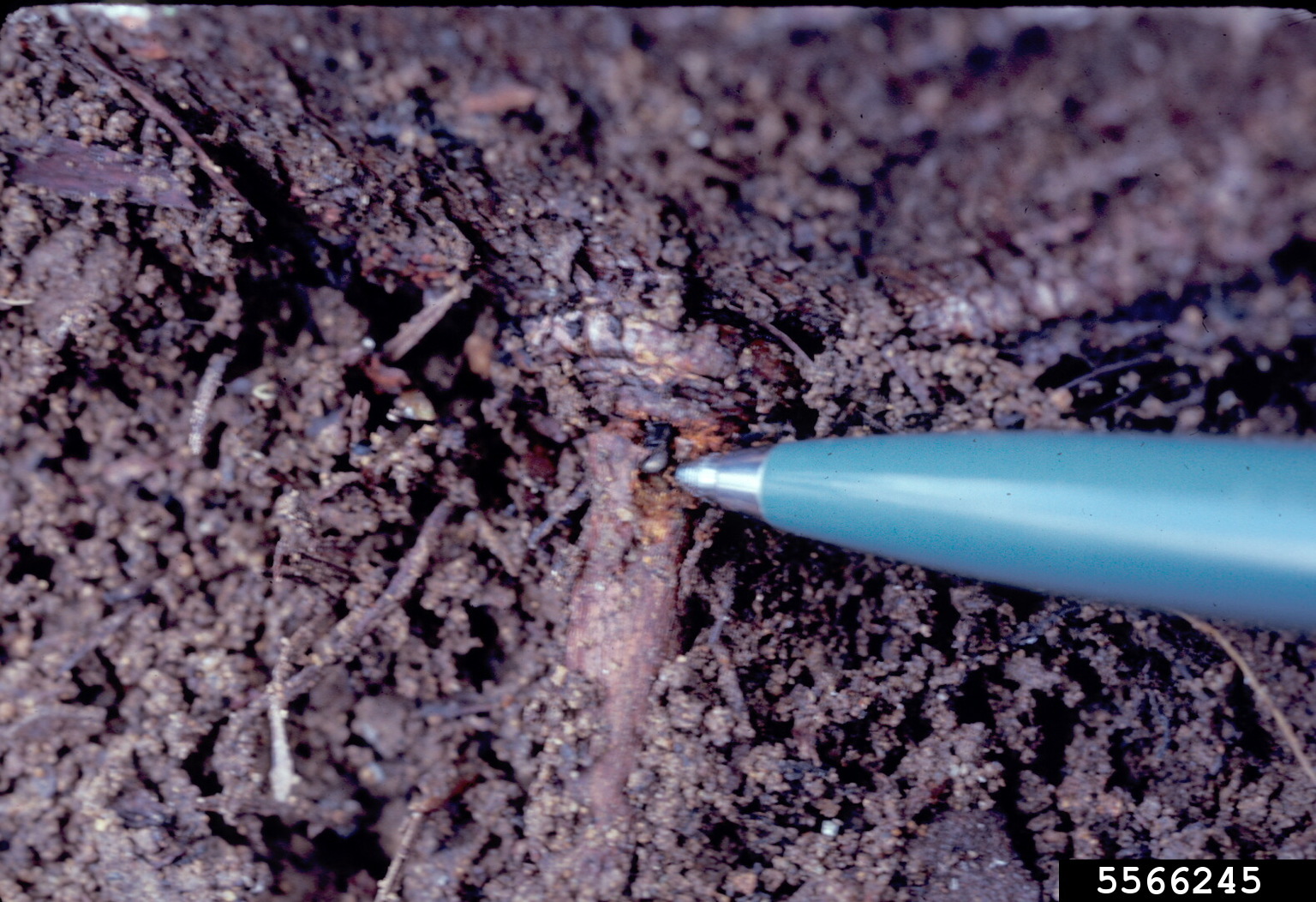 douglas fir root bark beetle (Hylastes nigrinus)