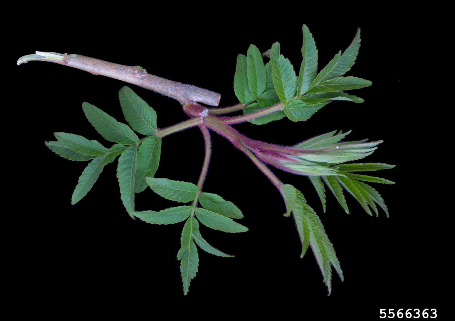 staghorn sumac (Rhus typhina)