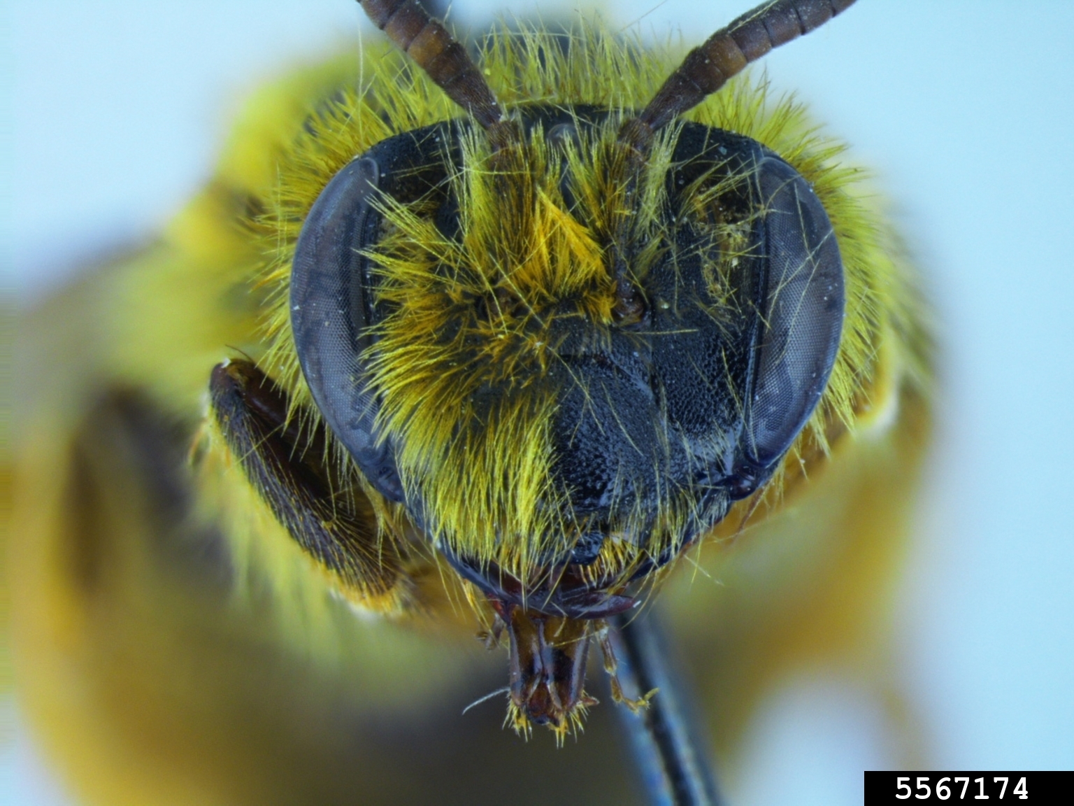 mining-bee-andrena-astragali-viereck-cockerell-1914