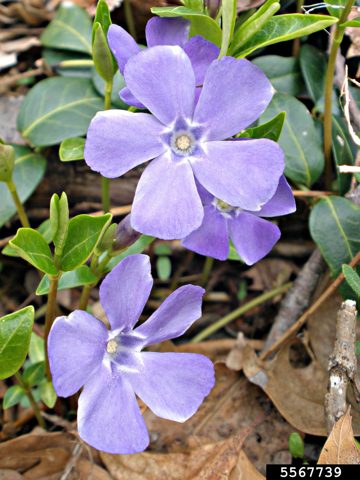 common periwinkle (Vinca minor)