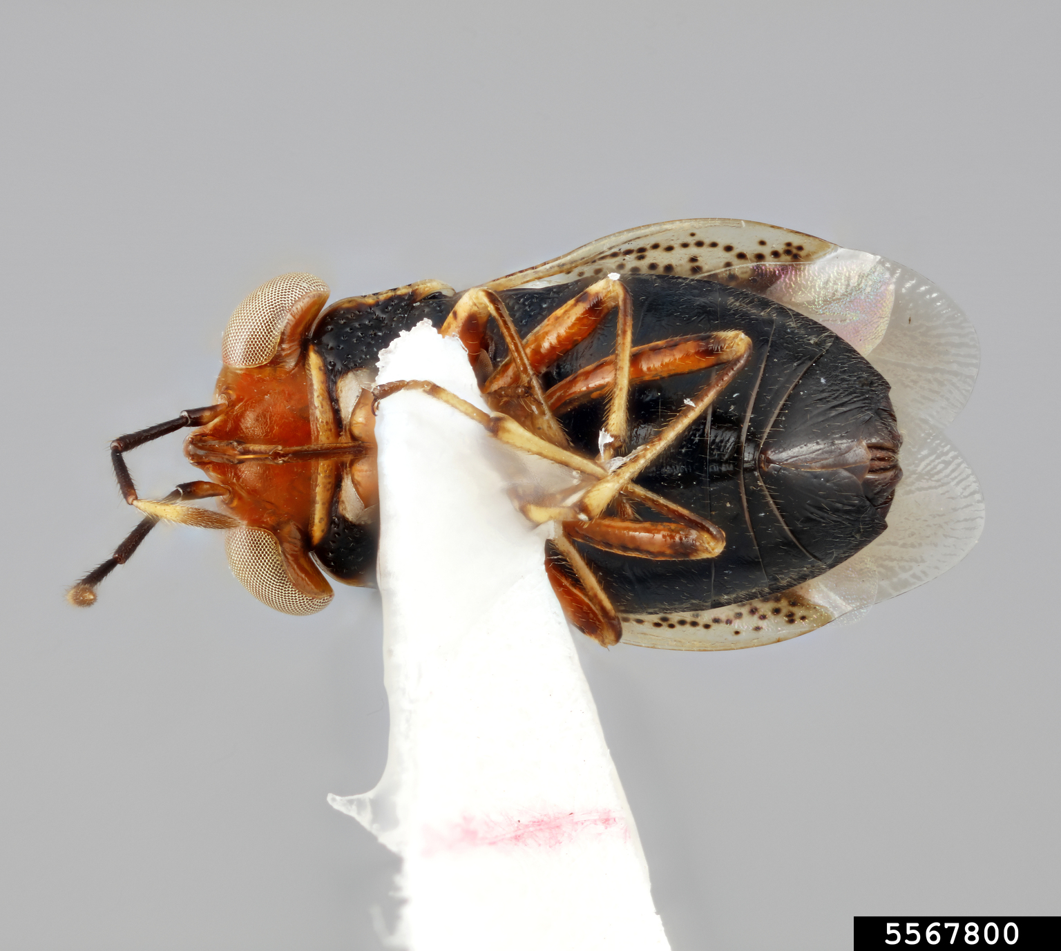 Big-eyed bug (Geocoris flavilineus Stål)