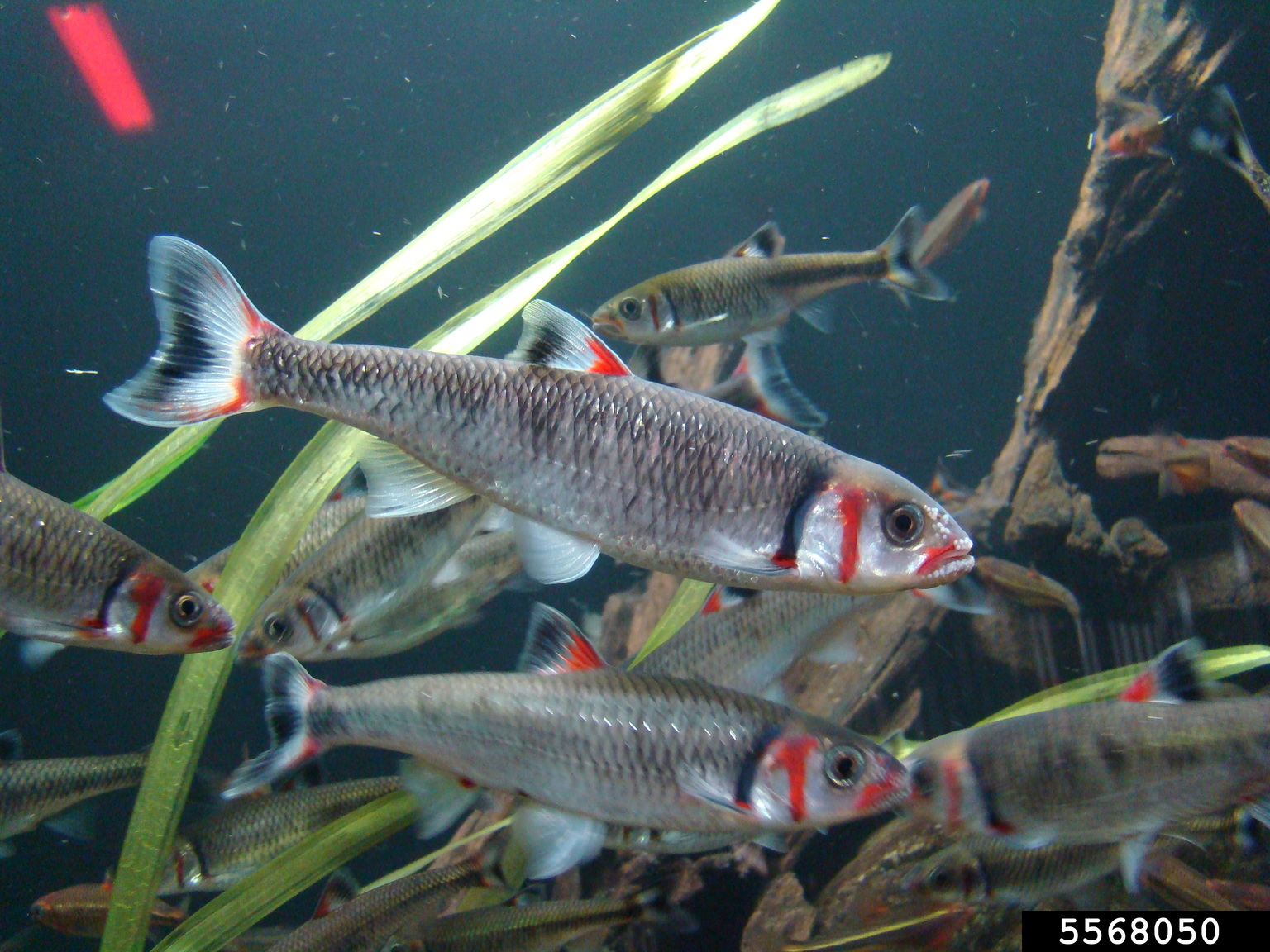 warpaint shiner, Luxilus coccogenis (Cypriniformes Cyprinidae) 5568050
