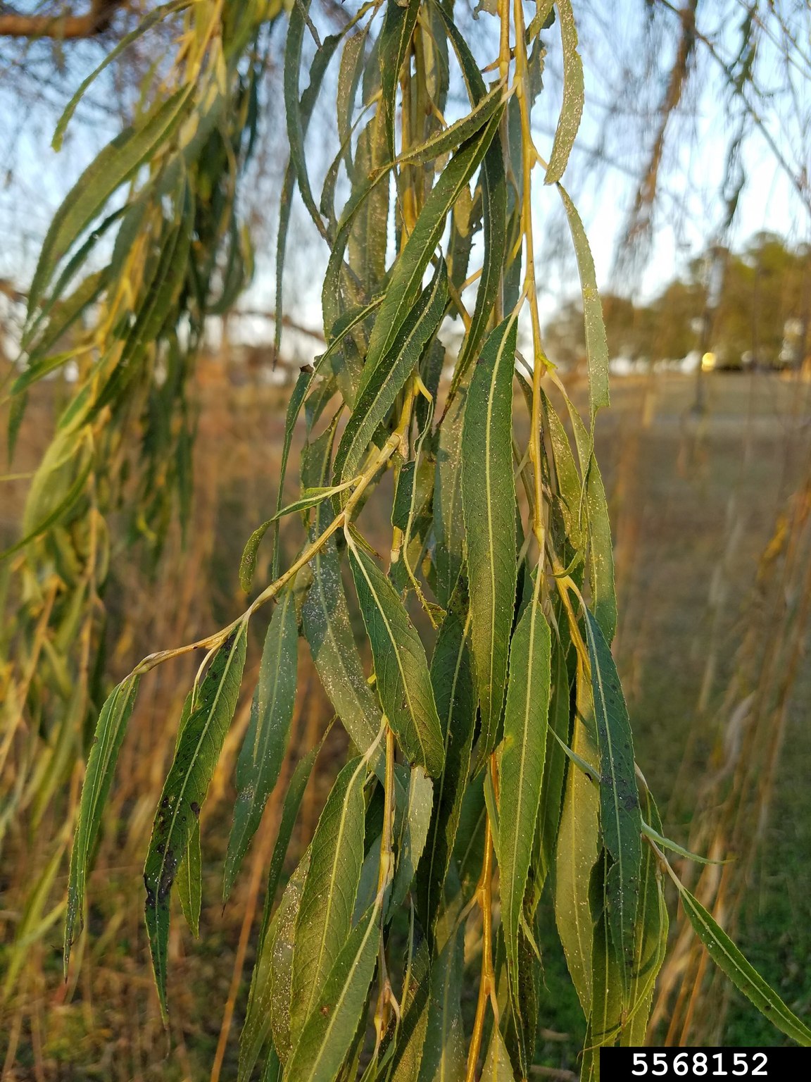 weeping willow (Salix babylonica)
