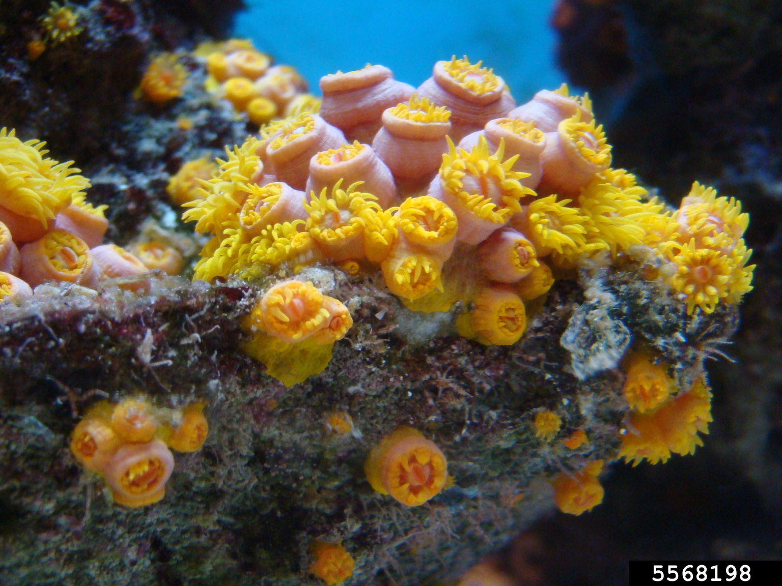orange cup coral (Tubastraea coccinea)
