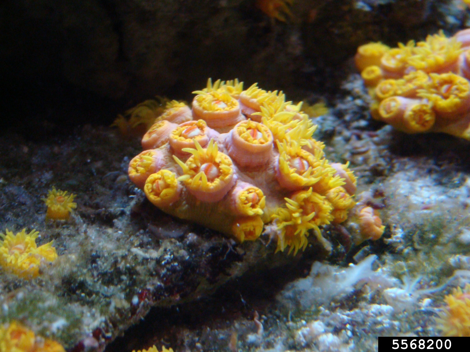 orange cup coral (Tubastraea coccinea)