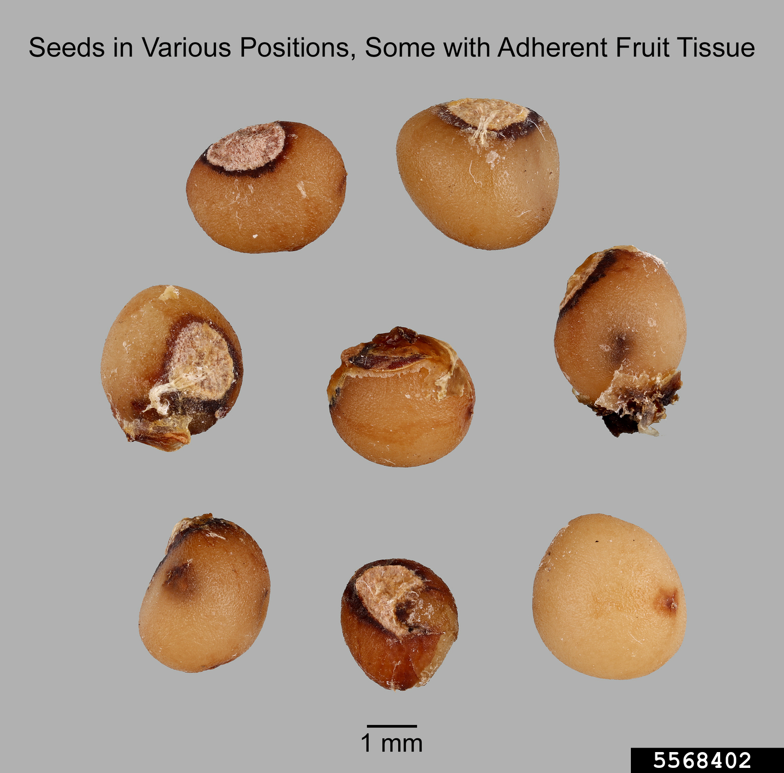 lily of the valley, Convallaria majalis (Liliales Liliaceae) 5568402