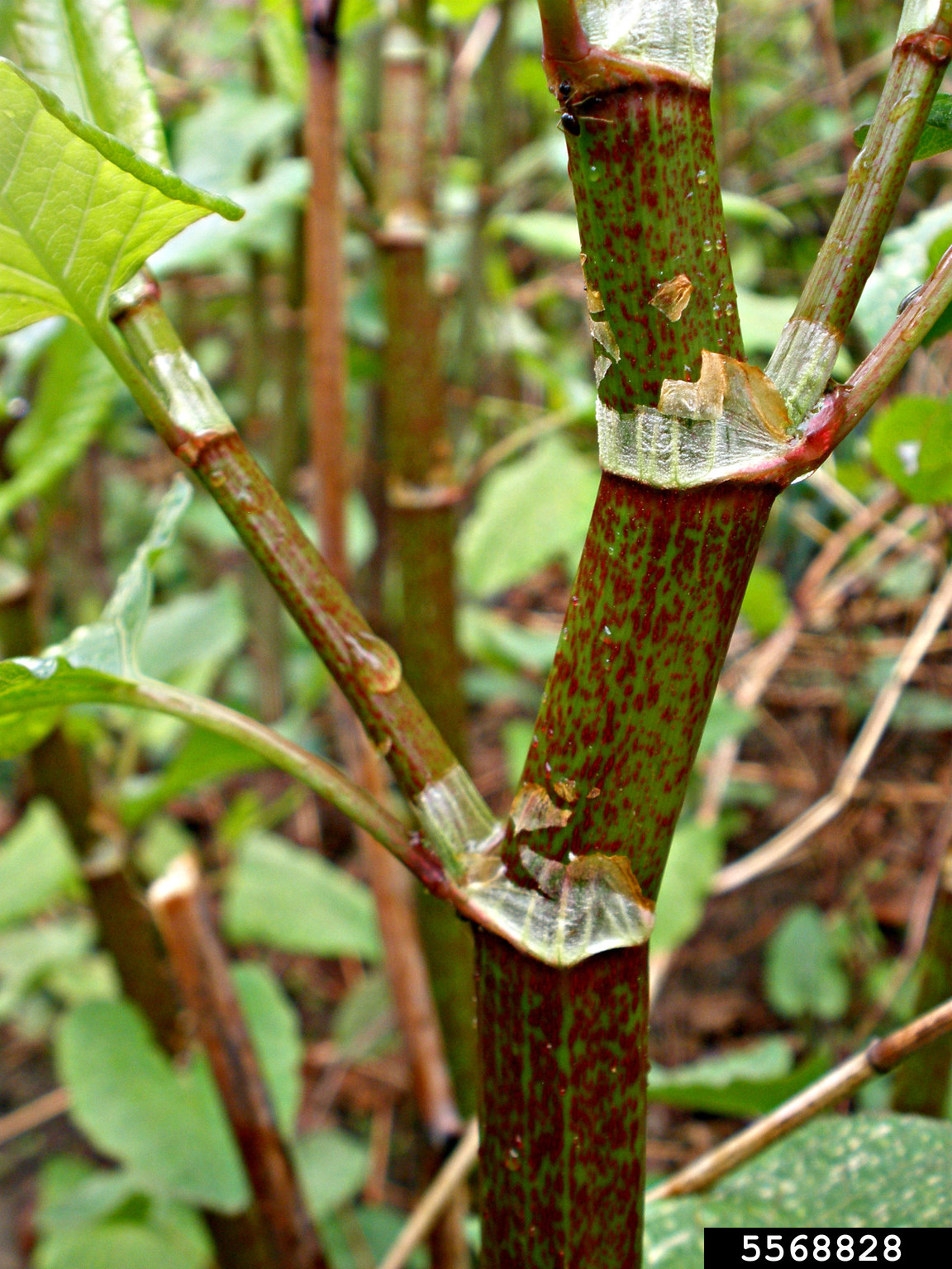 Japanese knotweed (Reynoutria japonica)