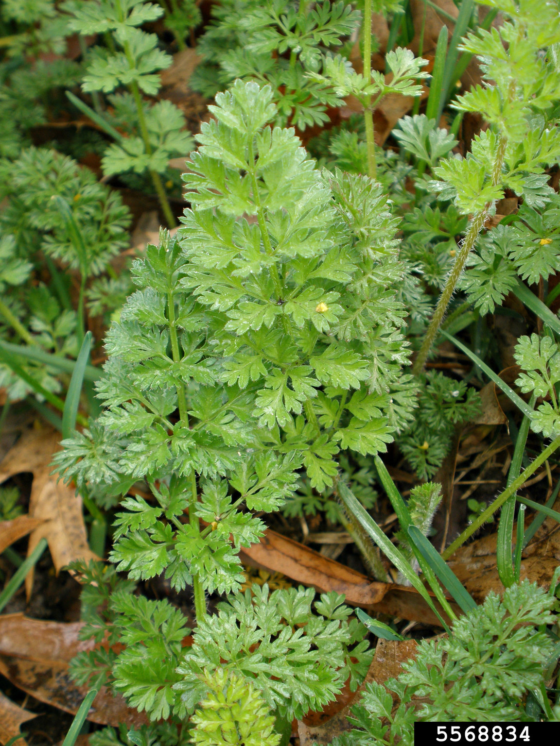 queen-anne-s-lace-wild-carrot-daucus-carota-l