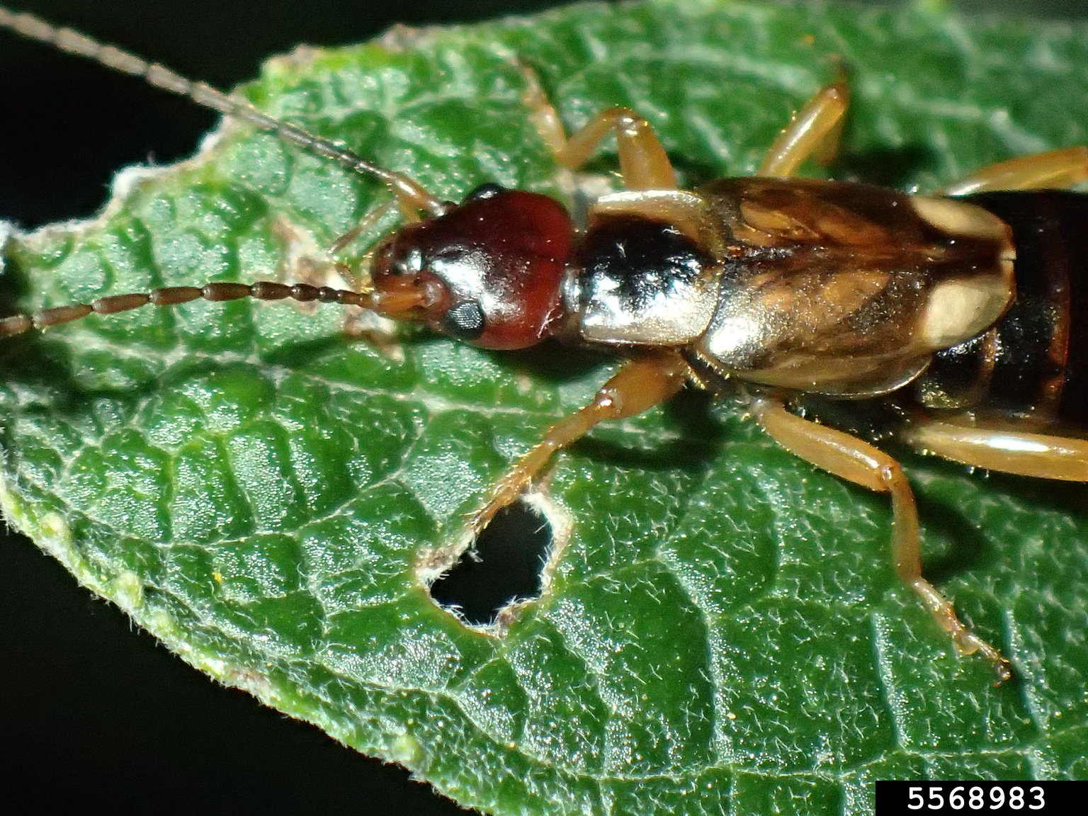 earwig (Order Dermaptera)