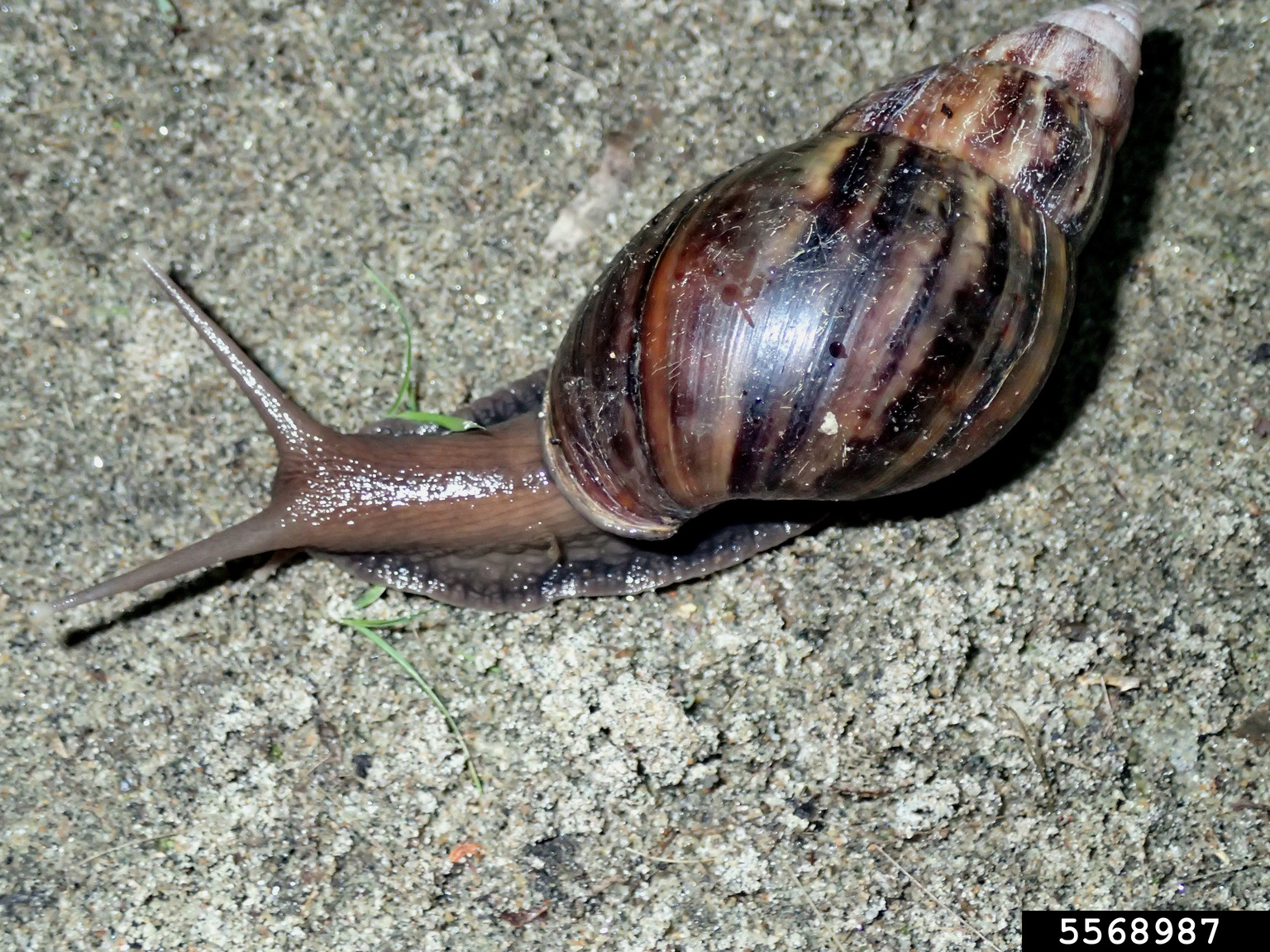 giant East African snail (Achatina fulica)
