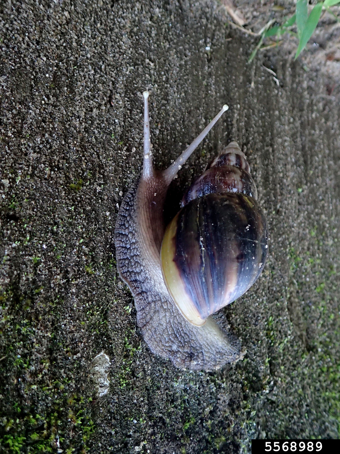 giant East African snail, Achatina fulica (Stylommatophora Achatinidae
