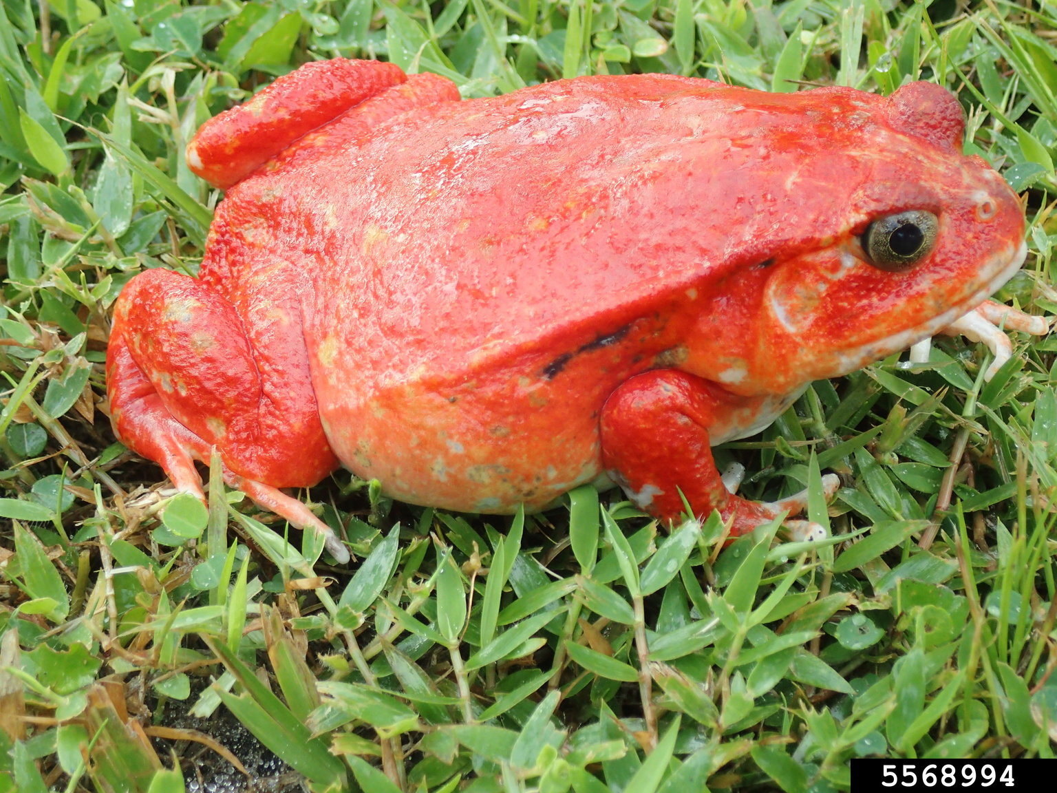 tomato frog (Dyscophus antongilii)